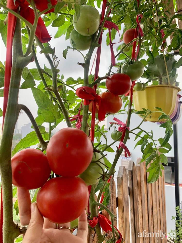 Khu vườn sân thượng nhỏ nhưng rau gì cũng có của mẹ đảm ở Hà Nội-9