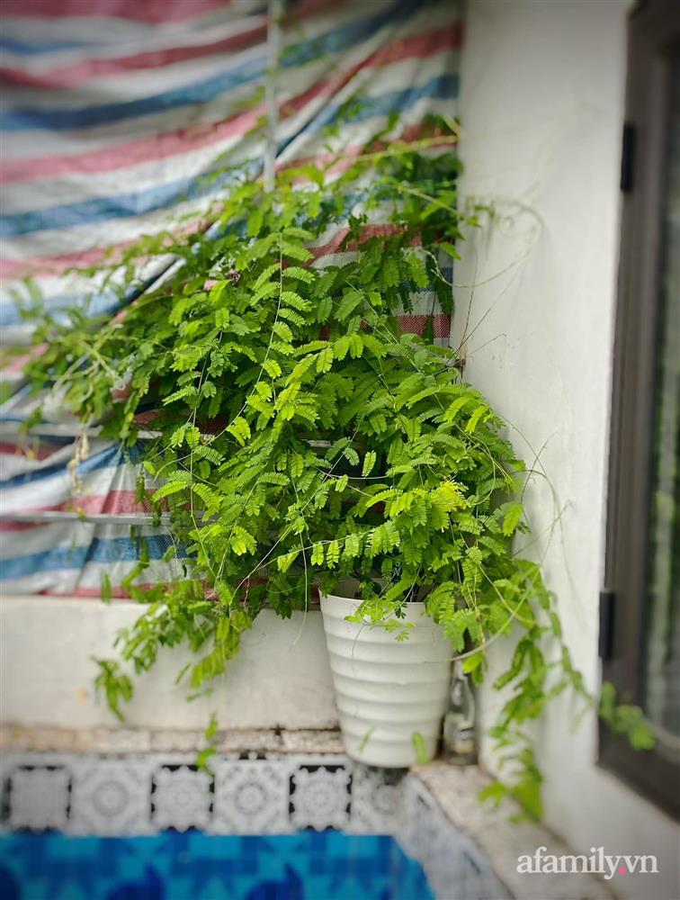 Khu vườn sân thượng nhỏ nhưng rau gì cũng có của mẹ đảm ở Hà Nội-15