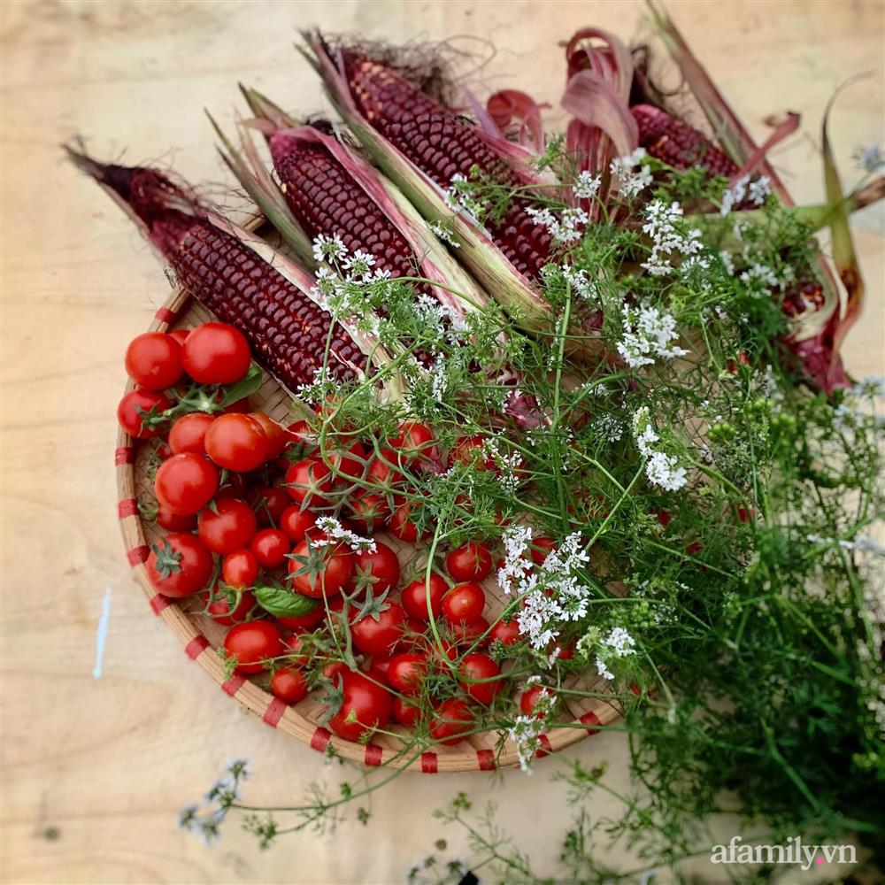 Khu vườn sân thượng nhỏ nhưng rau gì cũng có của mẹ đảm ở Hà Nội-18