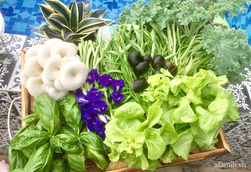 Khu vườn sân thượng nhỏ nhưng rau gì cũng có của mẹ đảm ở Hà Nội-28
