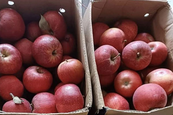 Táo đá Trung Quốc siêu rẻ bán ngập chợ mạng giá chỉ 20.000 đồng/kg-11