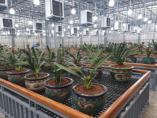 Vụ bắt anh em đại gia lan đột biến ở Quảng Ninh: Phanh phui thế giới ngầm than lậu-2