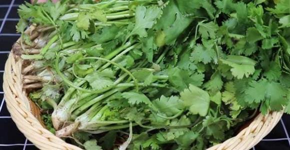 Cho rau mùi vào túi và bảo quản trong vòng 1 năm, ăn vẫn giống như rau mới mua-1