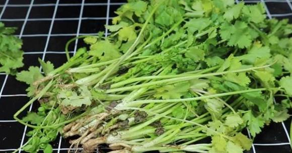 Cho rau mùi vào túi và bảo quản trong vòng 1 năm, ăn vẫn giống như rau mới mua-2