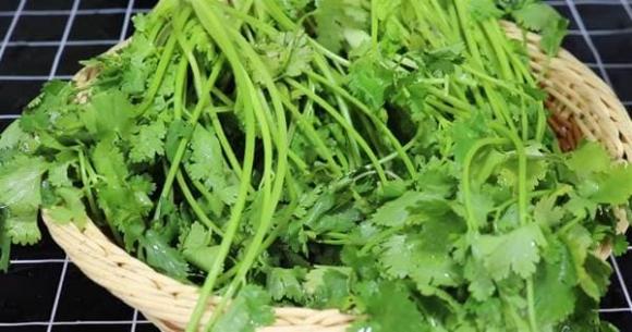 Cho rau mùi vào túi và bảo quản trong vòng 1 năm, ăn vẫn giống như rau mới mua-4