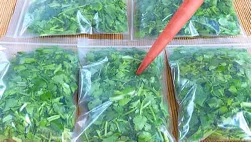 Cho rau mùi vào túi và bảo quản trong vòng 1 năm, ăn vẫn giống như rau mới mua-8
