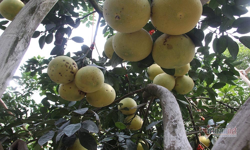 Chín vàng khắp vườn đồi, đặc sản chưa bao giờ đủ bán nay lo ế vạn tấn-2