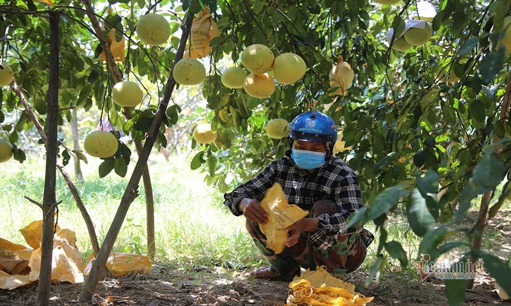 Chín vàng khắp vườn đồi, đặc sản chưa bao giờ đủ bán nay lo ế vạn tấn-10