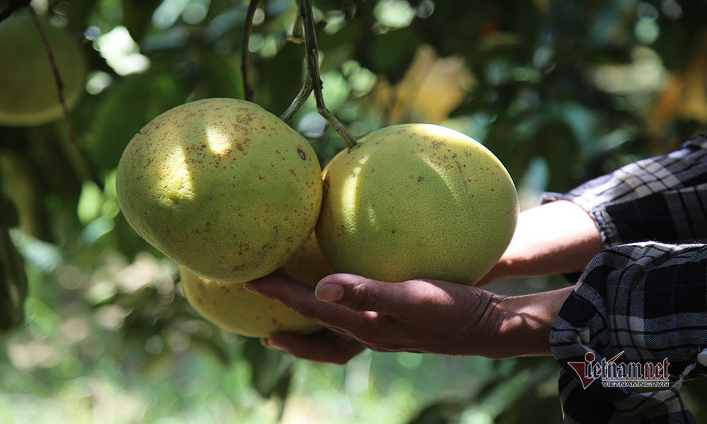 Chín vàng khắp vườn đồi, đặc sản chưa bao giờ đủ bán nay lo ế vạn tấn-12