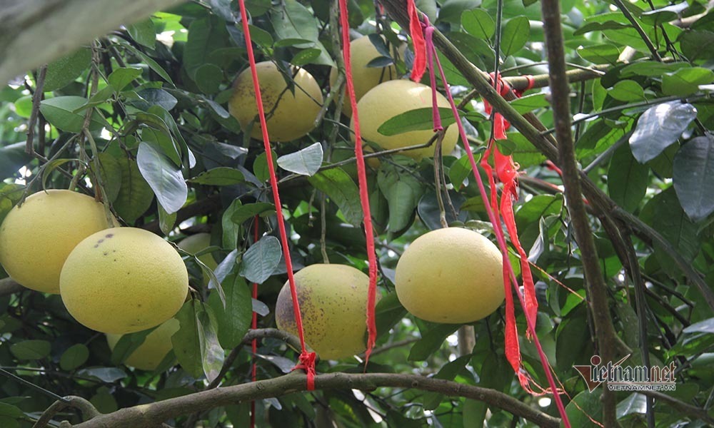 Chín vàng khắp vườn đồi, đặc sản chưa bao giờ đủ bán nay lo ế vạn tấn-14