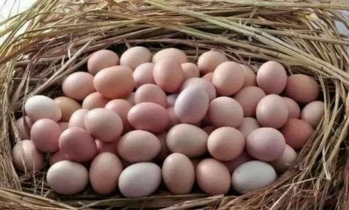 Khi mua trứng, tôi nên chọn những quả to hơn hay những quả nhỏ hơn? Cô chủ trại gà nói nhỡ miệng, các bạn đọc xong thì mua nhé!-3