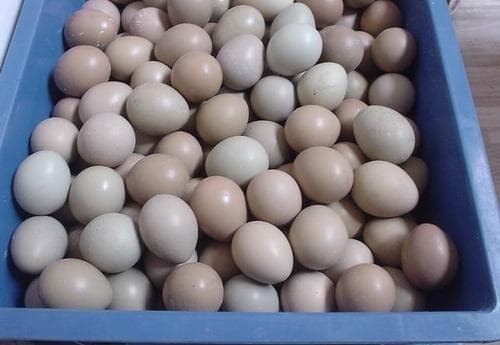 Khi mua trứng, tôi nên chọn những quả to hơn hay những quả nhỏ hơn? Cô chủ trại gà nói nhỡ miệng, các bạn đọc xong thì mua nhé!-4