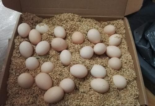 Khi mua trứng, tôi nên chọn những quả to hơn hay những quả nhỏ hơn? Cô chủ trại gà nói nhỡ miệng, các bạn đọc xong thì mua nhé!-5