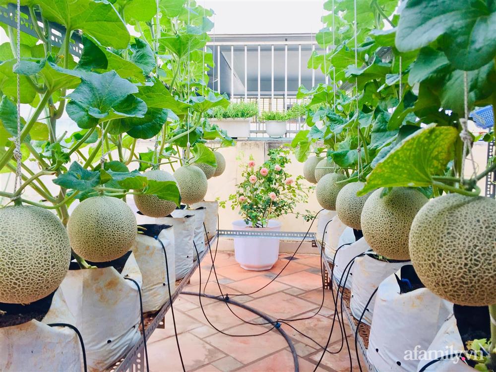 Khu vườn bạt ngàn các loại dưa và nho trên sân thượng 50m² của mẹ đảm Sài Gòn-2