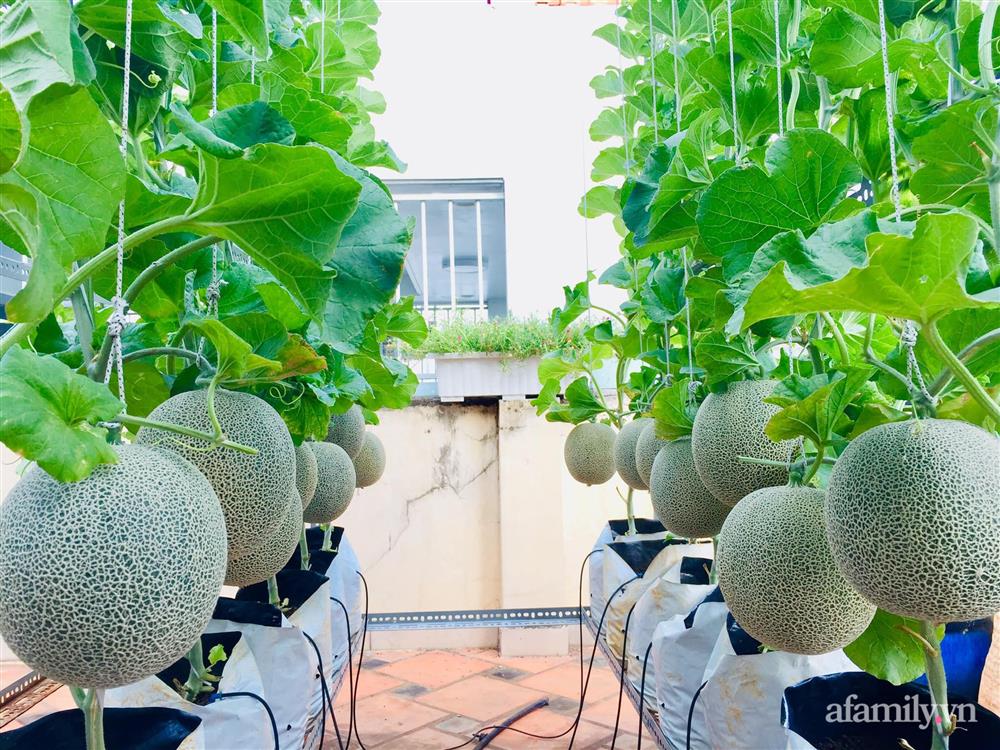 Khu vườn bạt ngàn các loại dưa và nho trên sân thượng 50m² của mẹ đảm Sài Gòn-3