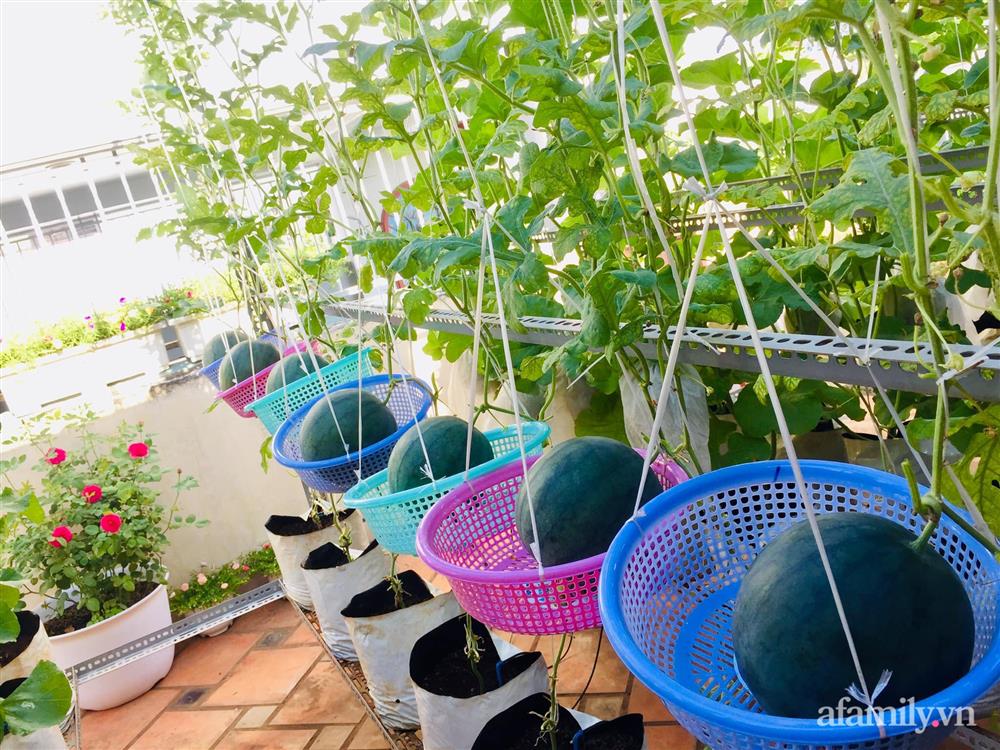 Khu vườn bạt ngàn các loại dưa và nho trên sân thượng 50m² của mẹ đảm Sài Gòn-6