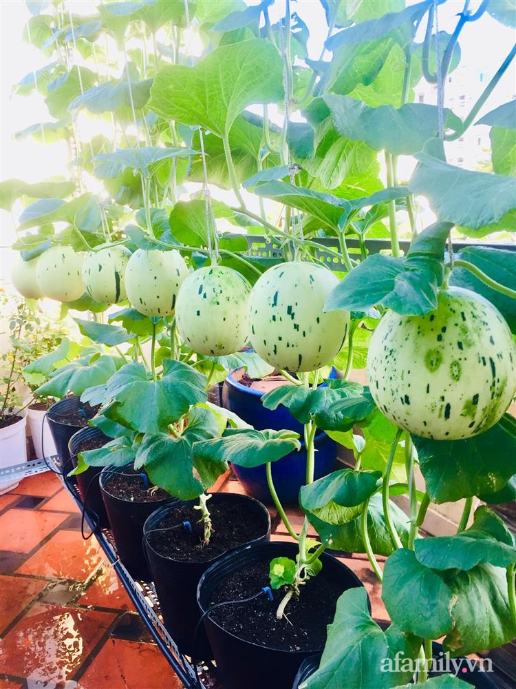 Khu vườn bạt ngàn các loại dưa và nho trên sân thượng 50m² của mẹ đảm Sài Gòn-15