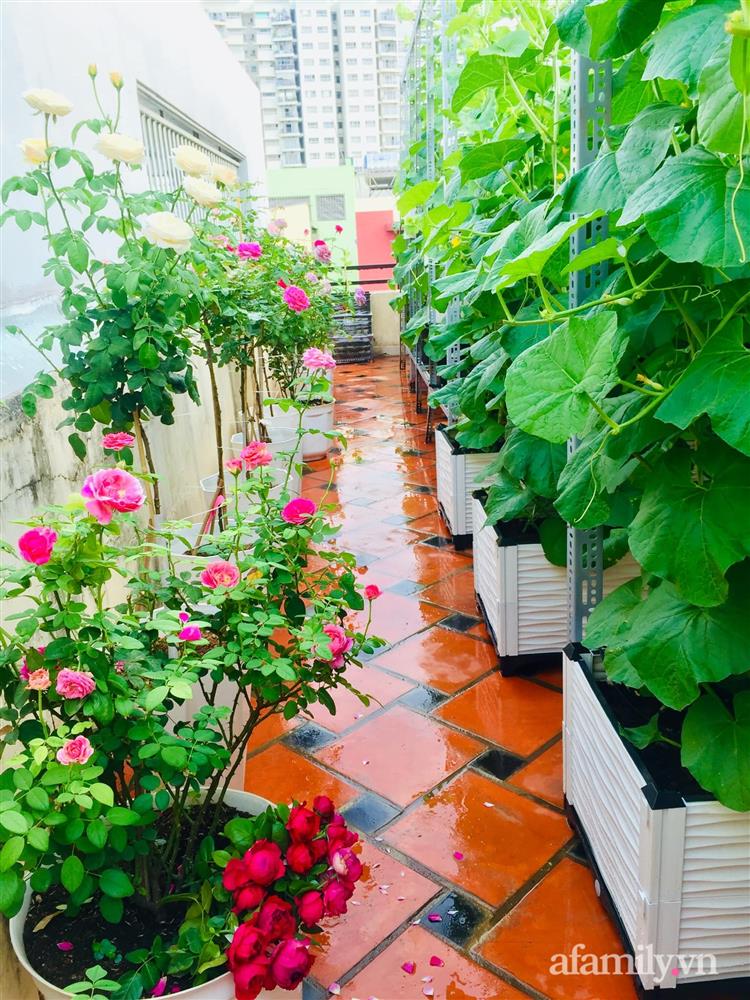 Khu vườn bạt ngàn các loại dưa và nho trên sân thượng 50m² của mẹ đảm Sài Gòn-17