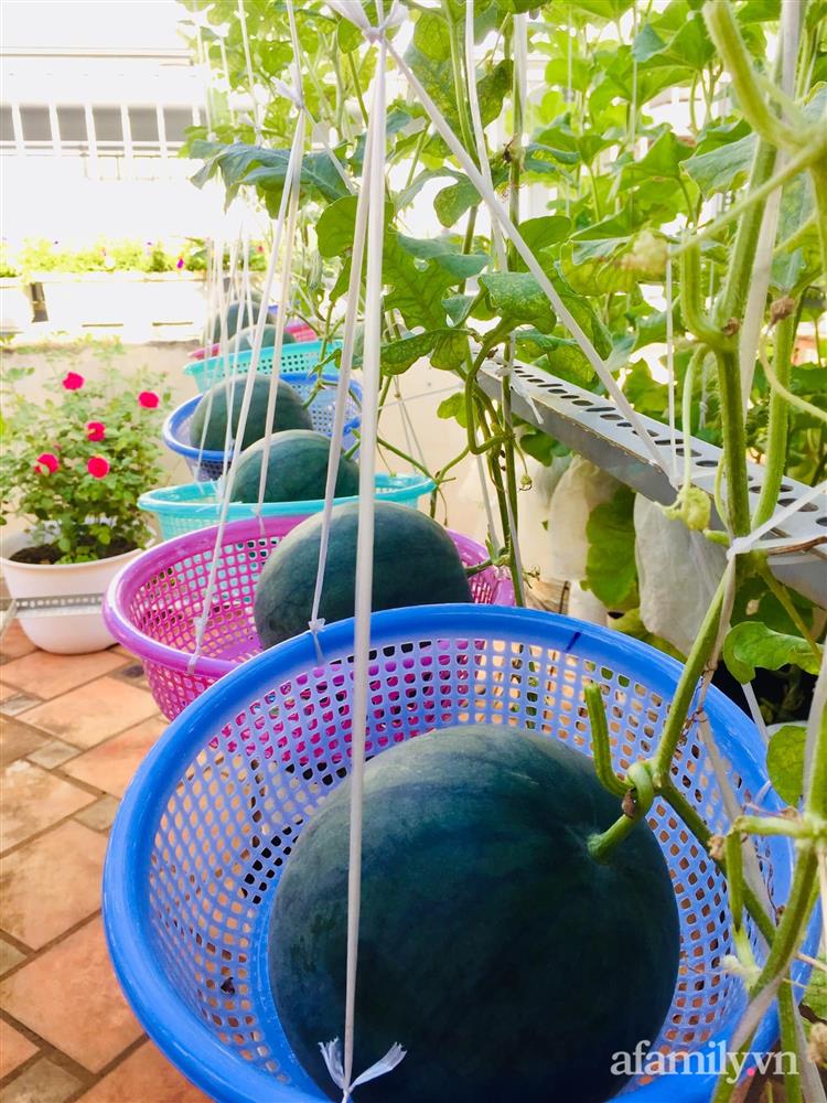 Khu vườn bạt ngàn các loại dưa và nho trên sân thượng 50m² của mẹ đảm Sài Gòn-22