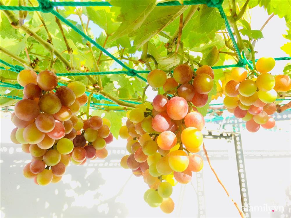 Khu vườn bạt ngàn các loại dưa và nho trên sân thượng 50m² của mẹ đảm Sài Gòn-24