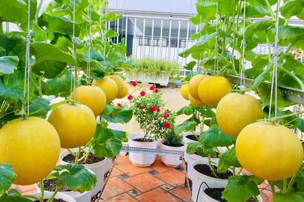 Vườn rau trên sân thượng quá đỉnh khiến dân tình nức nở ước ao, đủ loại rau củ đề huề chẳng thua gì siêu thị-12