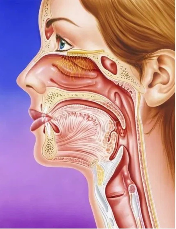 Thực hư việc súc miệng họng thường xuyên để ngừa COVID-19: Lời khuyên của bác sĩ chuyên khoa Tai-Mũi-Họng-3