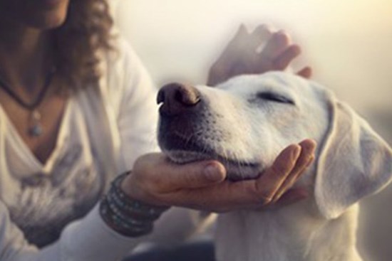 Bộ Y tế: F0 không được tiếp xúc với vật nuôi trong nhà