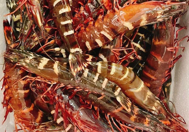 Đắt gấp đôi tôm hùm Alaska, loại tôm này được nhà giàu Việt ồ ạt chọn mua-3