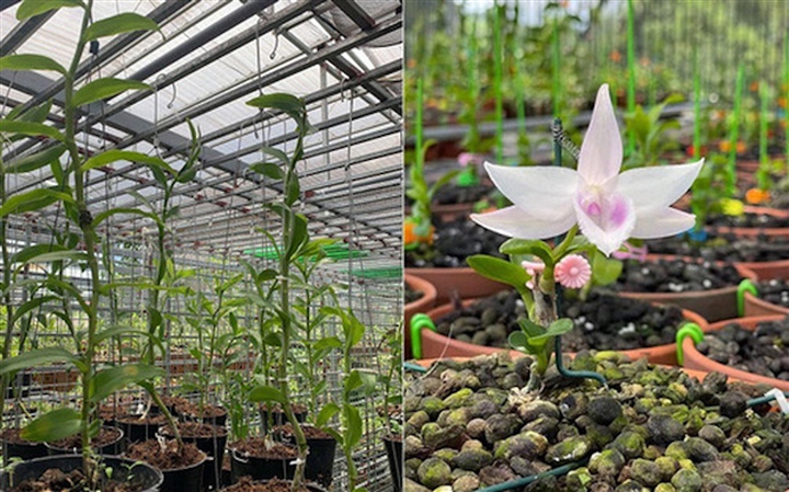 Ngậm đắng nuốt cay vì những thương vụ lừa đảo lan đột biến-1