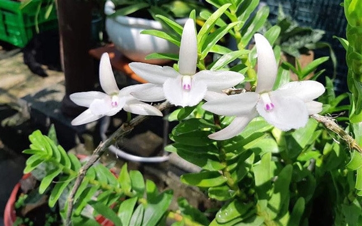 Ngậm đắng nuốt cay vì những thương vụ lừa đảo lan đột biến-2