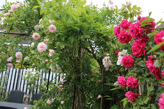 Chồng ngất xỉu trong đêm tân hôn, vợ sợ hãi nhưng bác sĩ lại chúc mừng