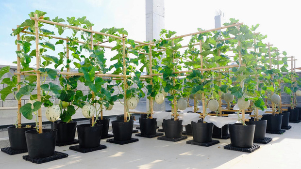 Vườn rau trên sân thượng quá đỉnh khiến dân tình nức nở ước ao, đủ loại rau củ đề huề chẳng thua gì siêu thị-1