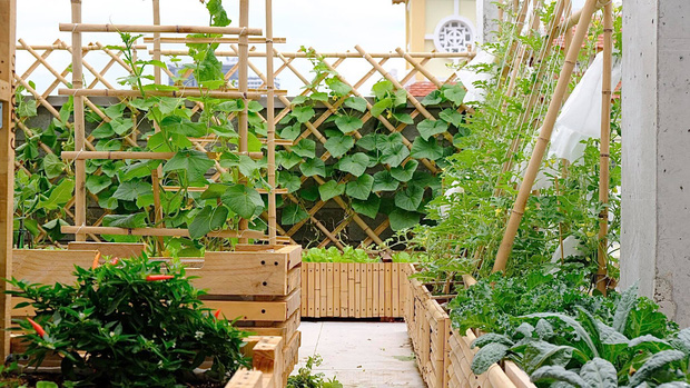 Vườn rau trên sân thượng quá đỉnh khiến dân tình nức nở ước ao, đủ loại rau củ đề huề chẳng thua gì siêu thị-2