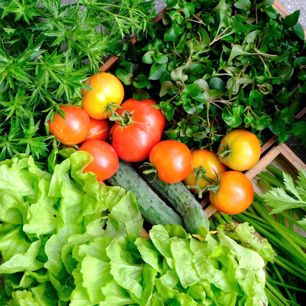 Vườn rau trên sân thượng quá đỉnh khiến dân tình nức nở ước ao, đủ loại rau củ đề huề chẳng thua gì siêu thị-10