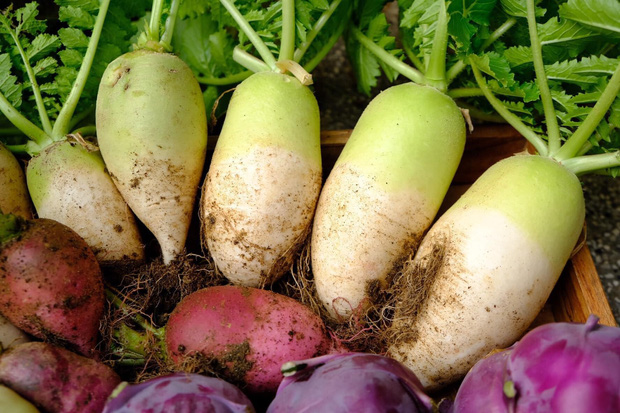 Vườn rau trên sân thượng quá đỉnh khiến dân tình nức nở ước ao, đủ loại rau củ đề huề chẳng thua gì siêu thị-6