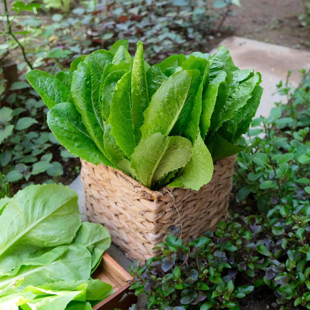 Vườn rau trên sân thượng quá đỉnh khiến dân tình nức nở ước ao, đủ loại rau củ đề huề chẳng thua gì siêu thị-7