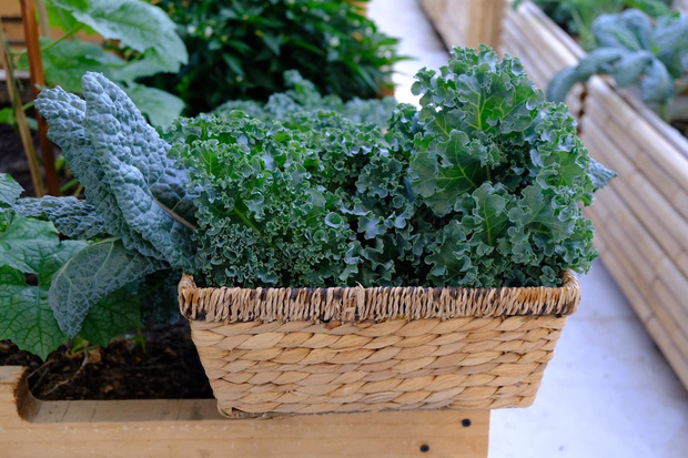 Vườn rau trên sân thượng quá đỉnh khiến dân tình nức nở ước ao, đủ loại rau củ đề huề chẳng thua gì siêu thị-9
