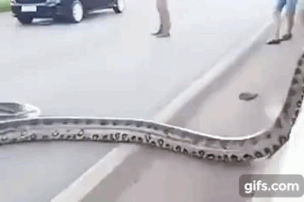 Khoảnh khắc mãng xà khổng lồ