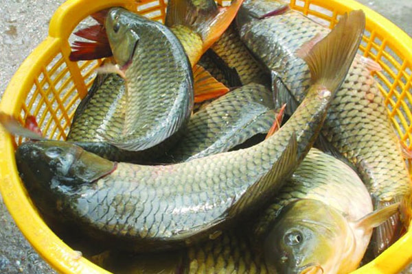 Cách bảo quản hành khô, tỏi khô để được cả năm mà không sợ hỏng-2