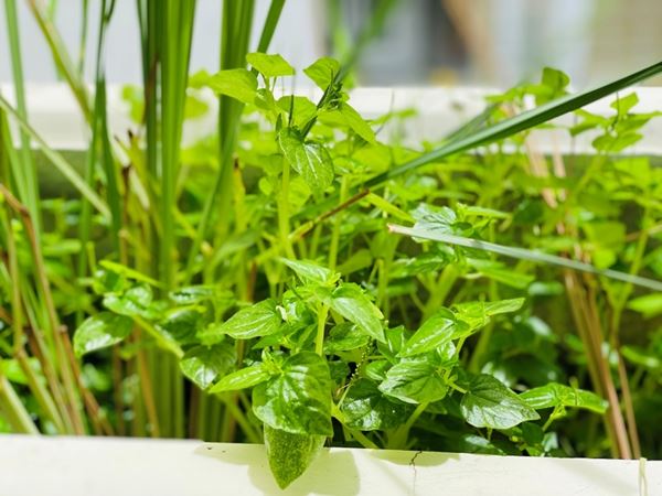 Sài Gòn, những ngày vừa đi vừa khóc-6