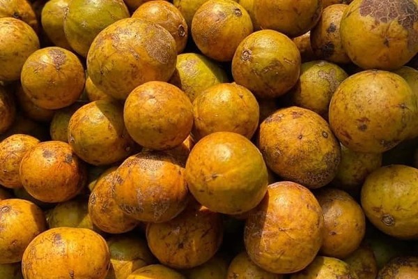 Đặc sản Hà Nội ngày cuối mùa, khách tranh mua ăn dè đến sang năm-1