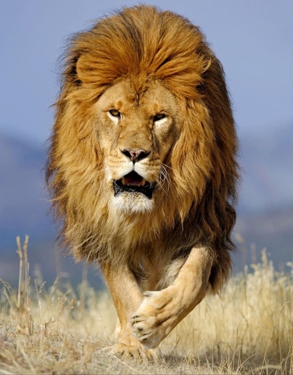 Rủ nhau vào rừng ân ái, cặp đôi chạm trán hung thần, gã trai bỏ chạy thục mạng để mặc bạn gái chết tức tưởi-3