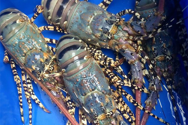 Giá tôm hùm xanh Phú Yên tăng cao sau nhiều năm mất mùa vì thiên tai, chợ mạng rao bán 680.000/kg-6