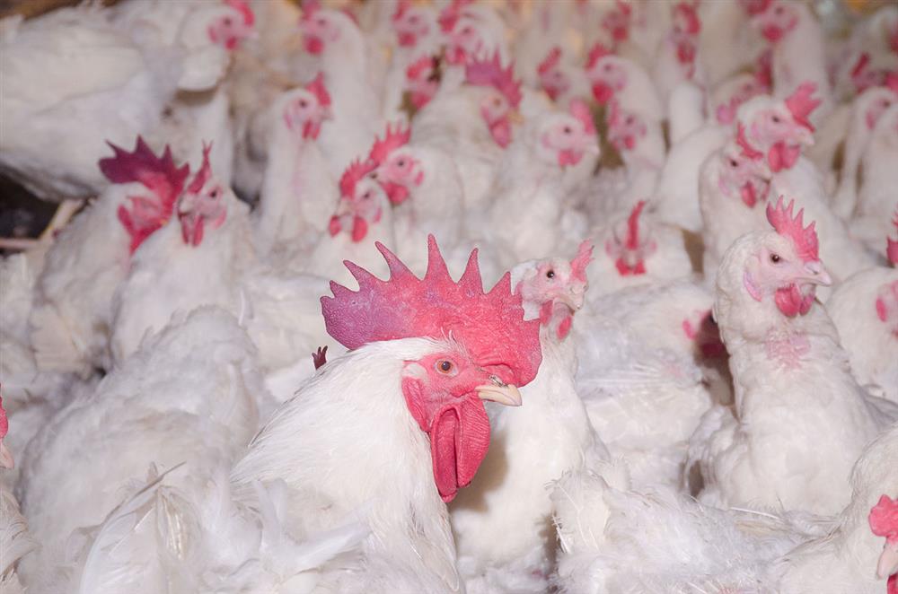 Giá gà rẻ như cho không, 6.000 đồng/kg vẫn không ai đoái hoài-1