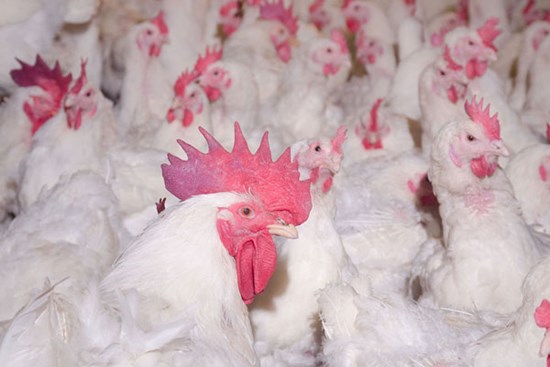 Giá gà rẻ như cho không, 6.000 đồng/kg vẫn không ai đoái hoài