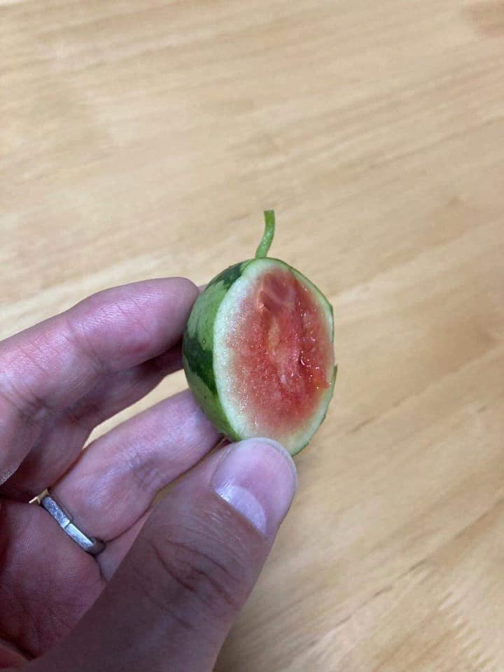 Trồng được trái dưa hấu tí hon trong vườn nhà, cô gái thử bổ ra thì rất bất ngờ khi nhìn thấy một thứ bên trong-2