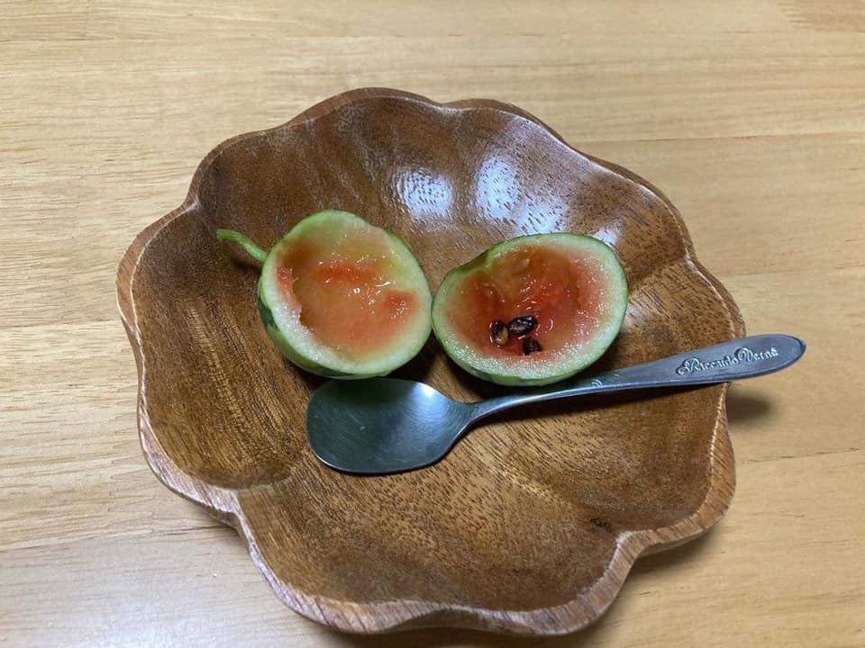 Trồng được trái dưa hấu tí hon trong vườn nhà, cô gái thử bổ ra thì rất bất ngờ khi nhìn thấy một thứ bên trong-3