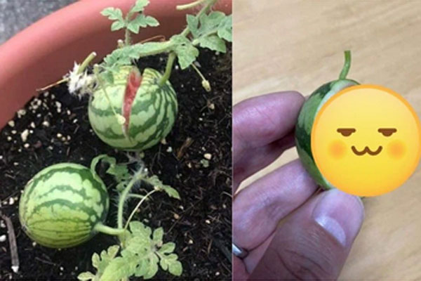 Háo hức chờ bổ quả dưa hấu siêu to khổng lồ, cái kết nhận được khiến dân mạng vô cùng hụt hẫng-1