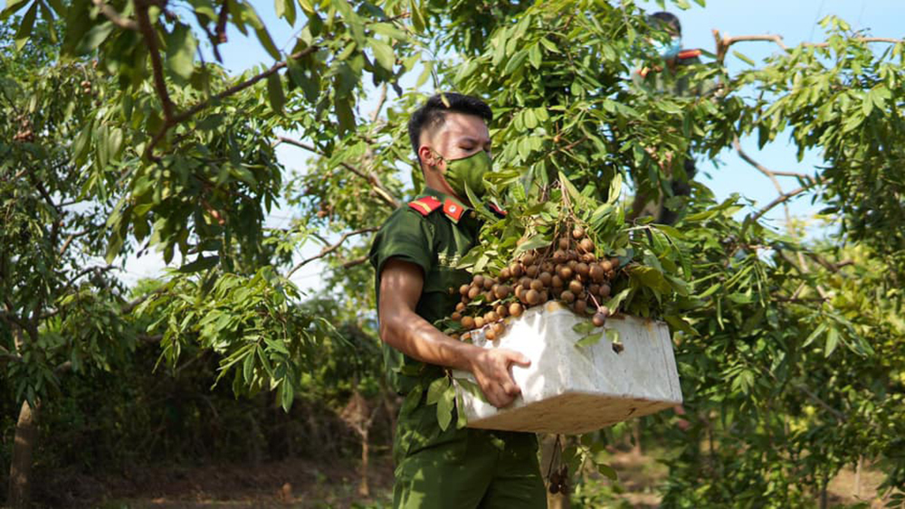 Ngay Hà Nội, giải cứu nhãn rẻ chưa từng có, 10 nghìn/kg không ai mua-2