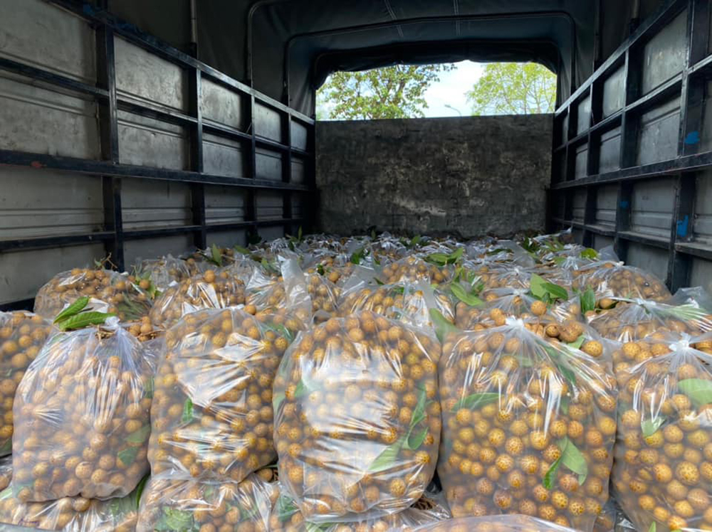 Ngay Hà Nội, giải cứu nhãn rẻ chưa từng có, 10 nghìn/kg không ai mua-5